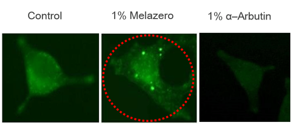 Activating autophagy 1