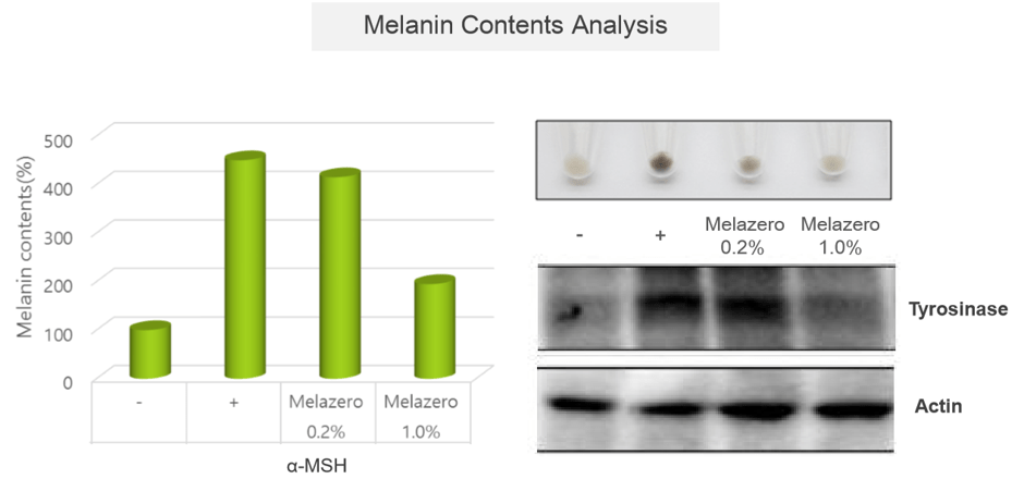 Melanogenesis inhibition 1