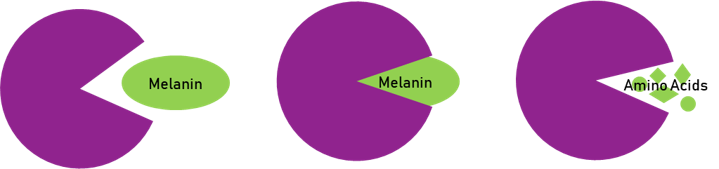 Melanophagy 1 1
